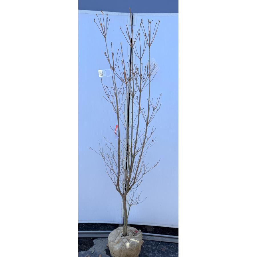 現品 ミツバツツジ 株立 特大苗 2.2mほど 山採り 現品 ミツバツツジ 株