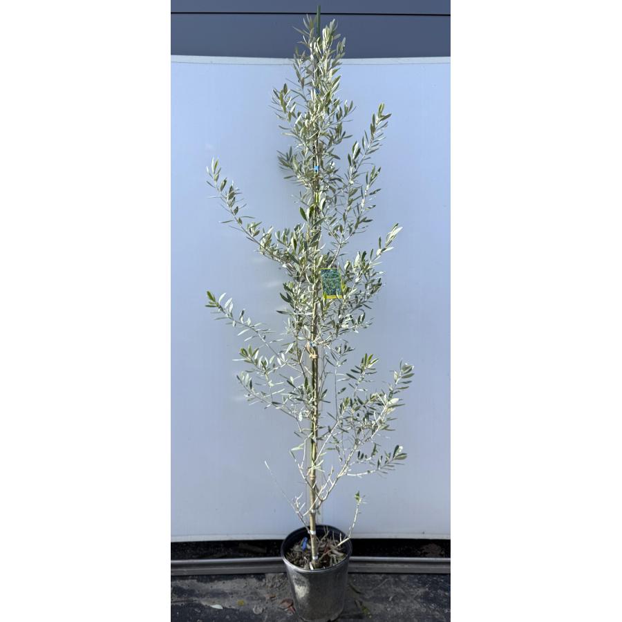 鉢植えオリーブの木 レッチーノ 約2m 現品発送 特大株 植木苗木大苗