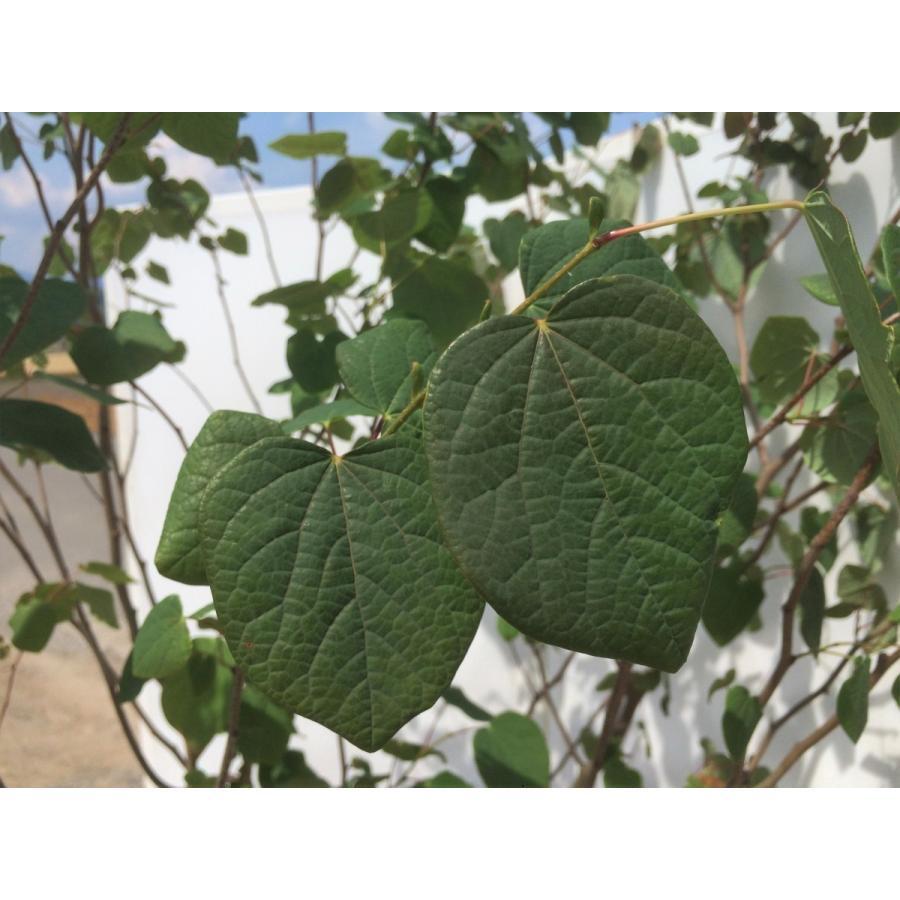 マルバノキ 株立ち 約1.7m 特大株 規格販売 植木苗木 マルバの木