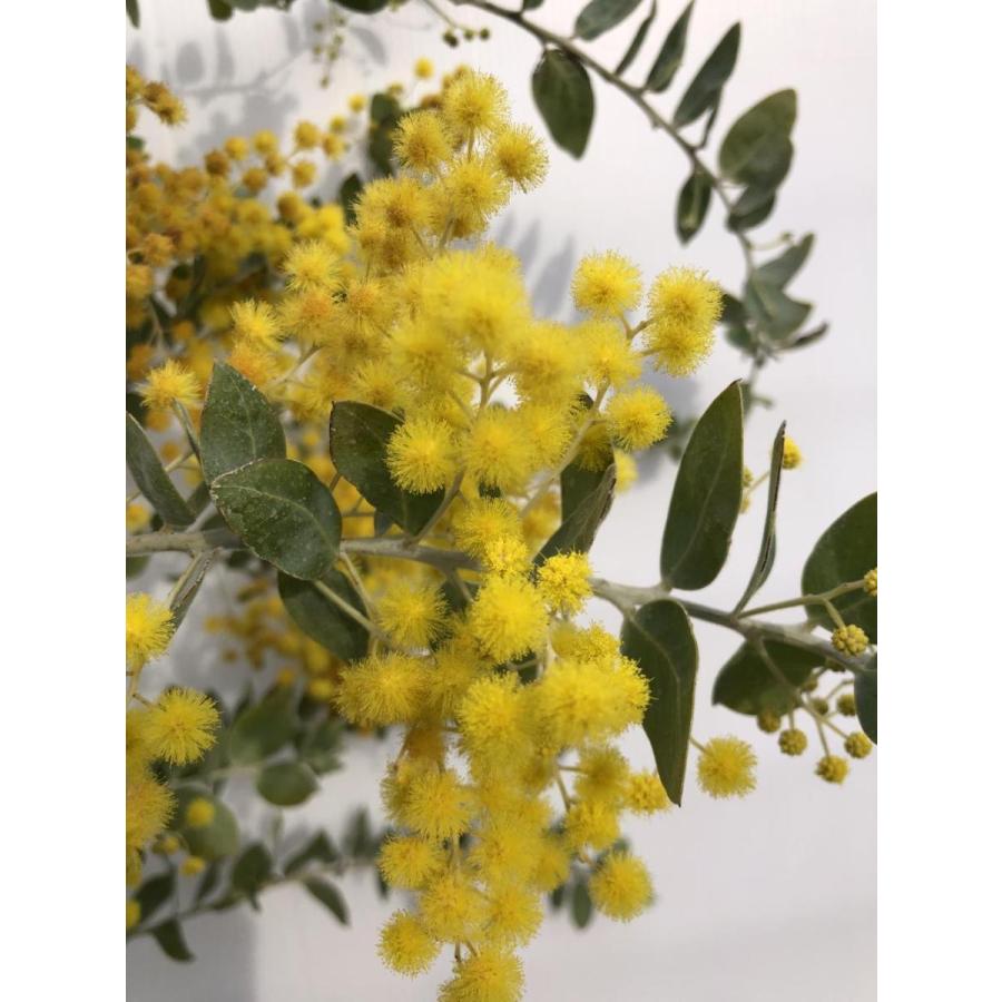 パールアカシア イエロースパーク 約2m 規格販売品 特大株 大苗 植木