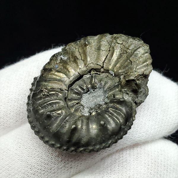 希少 パイライト アンモナイト アマルセラス 化石 本物 フランス産