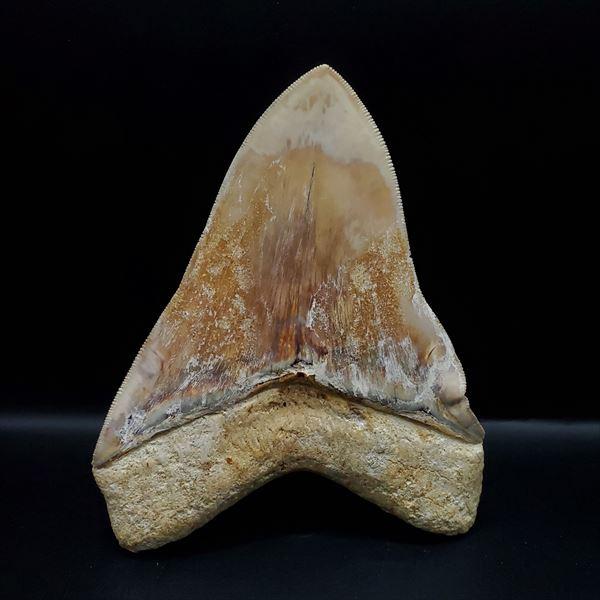 極上 メガロドン 歯 化石 本物 インドネシア 117.42mm プレゼント