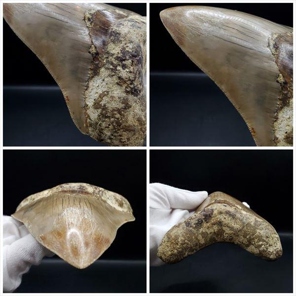 極上 メガロドン 歯 化石 本物 インドネシア 127.05mm プレゼント