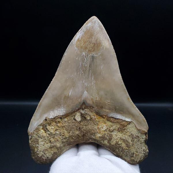 極上 メガロドン 歯 化石 本物 インドネシア 127.05mm プレゼント