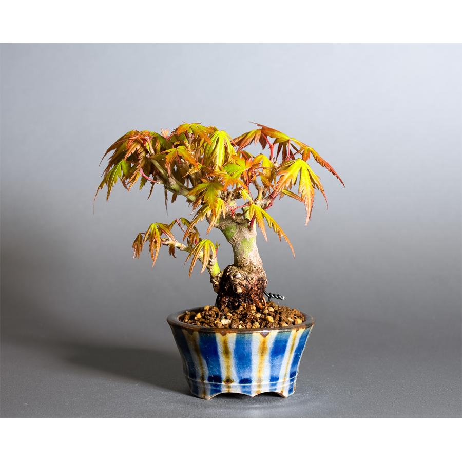 ミニ盆栽 もみじ イロハモミジ盆栽（いろは紅葉 ミニ盆栽）小さな盆栽