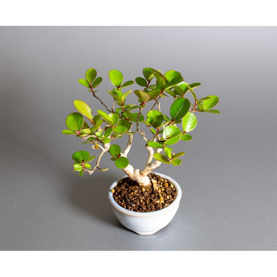 ミニ盆栽 サルスベリ盆栽 百日紅（さるすべり・小盆栽 百日紅）小さな