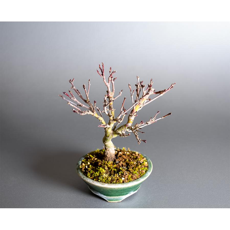 盆栽 カガヤキモミジ盆栽 紅葉（輝紅葉 ミニ盆栽）小品盆栽 4389 : e