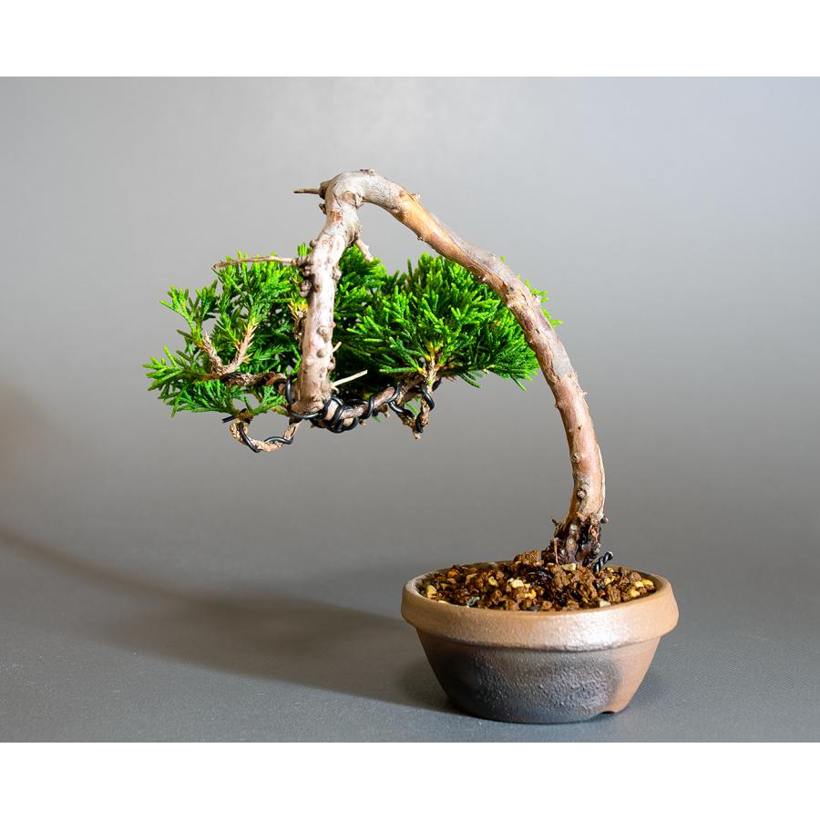 盆栽 シンパク盆栽 文人真柏（しんぱく・ミニ 盆栽 糸魚川真柏）小品