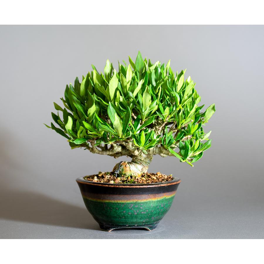 盆栽 クチナシ盆栽 梔子（くちなし・ミニ盆栽 小葉性のクチナシ喜代誉