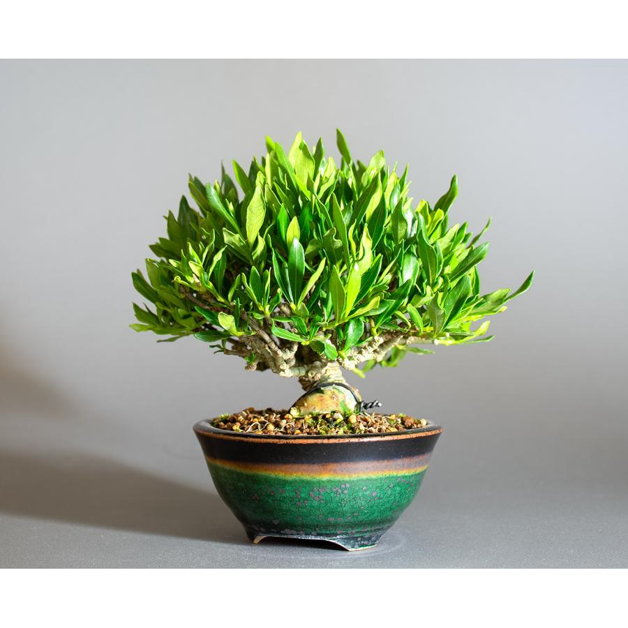 盆栽 クチナシ盆栽 梔子（くちなし・ミニ盆栽 小葉性のクチナシ喜代誉