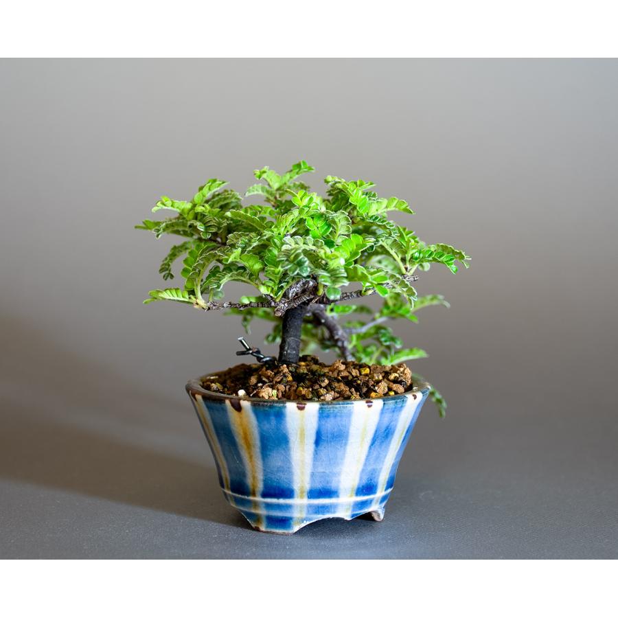 豆盆栽 イソザンショウ盆栽 磯山椒（いそざんしょう・ミニ盆栽 磯山椒