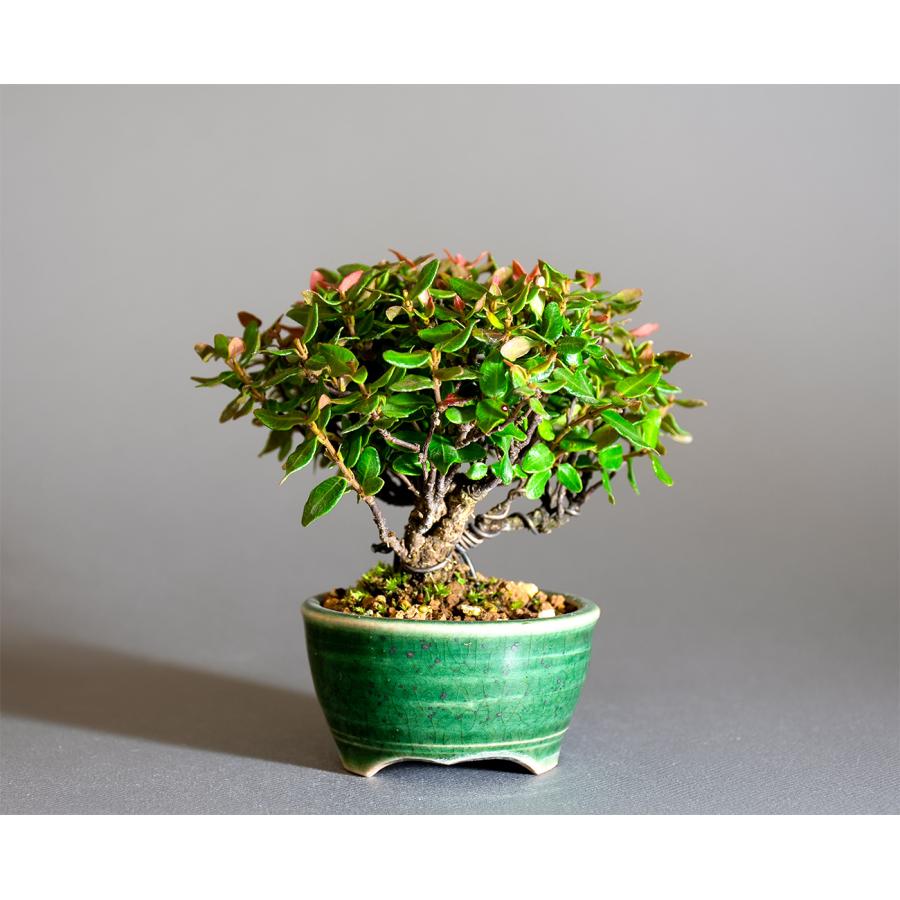 豆盆栽 チリメンカズラ盆栽 縮緬葛（ちりめんかずら・ミニ盆栽 縮緬葛