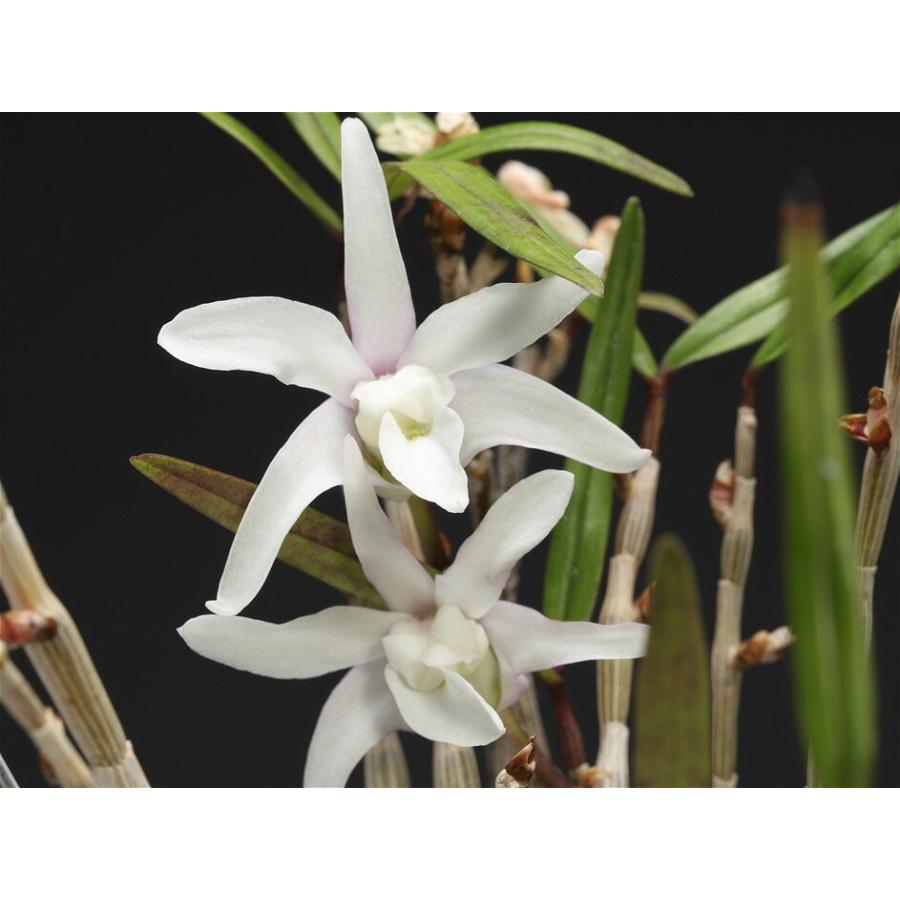 石斛 セッコク 長生蘭 南国の華 35 : フェニックスガーデン - 通販