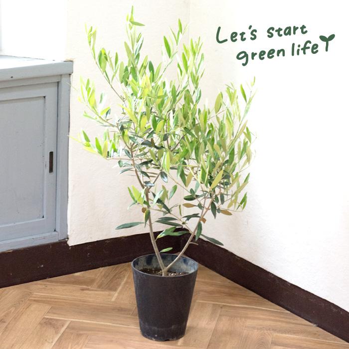 FlowerKitchen オリーブの木 品種おまかせオリーブ6号鉢 かごなし 観葉