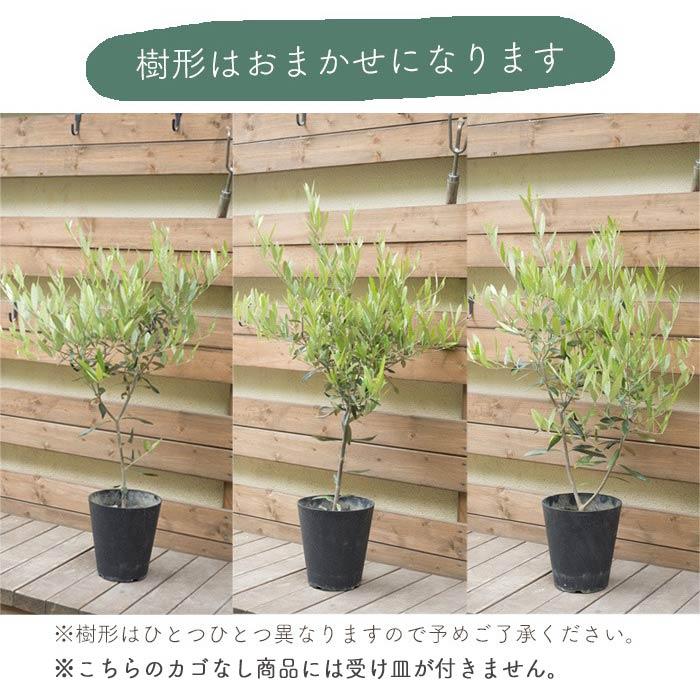 FlowerKitchen オリーブの木 品種おまかせオリーブ6号鉢 かごなし 観葉