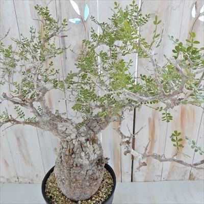 日本花キ流通 多肉植物 caオペルクリカリア パキプス 現品販売 0822-10