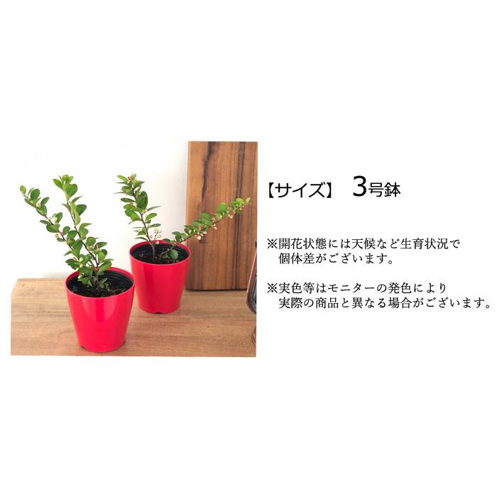 日本花キ流通 ハートが実る木 3号鉢 登録品種 ハートの実 ハリ