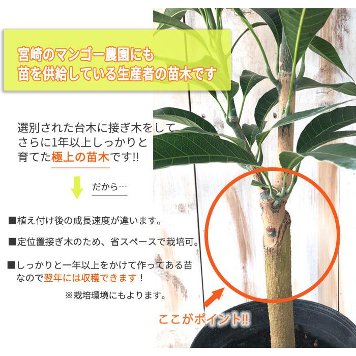 日本花キ流通 マンゴー リリー 6号鉢 送料無料 接木苗 苗木 果樹苗
