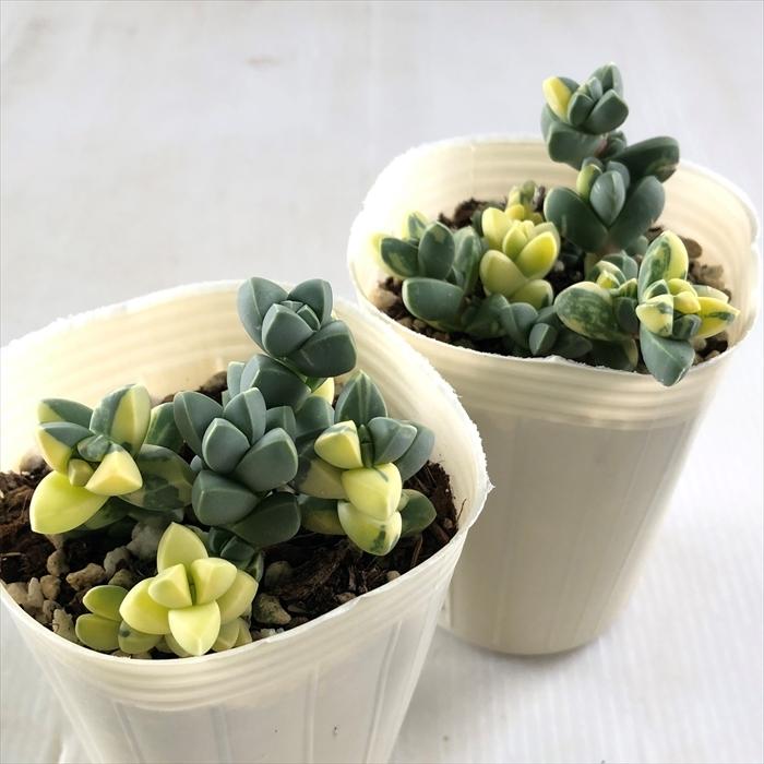 日本花キ流通 多肉植物 sbコルプスクラリア レーマニー錦 多肉植物