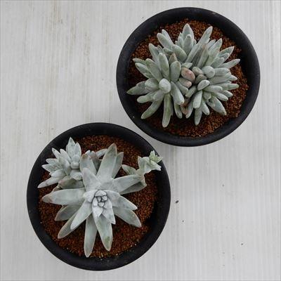 日本花キ流通 多肉植物 osダドレア グノマ おもしろ多肉植物