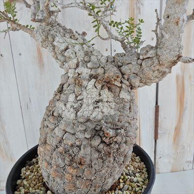 日本花キ流通 多肉植物 caオペルクリカリア パキプス 現品販売 0822-10