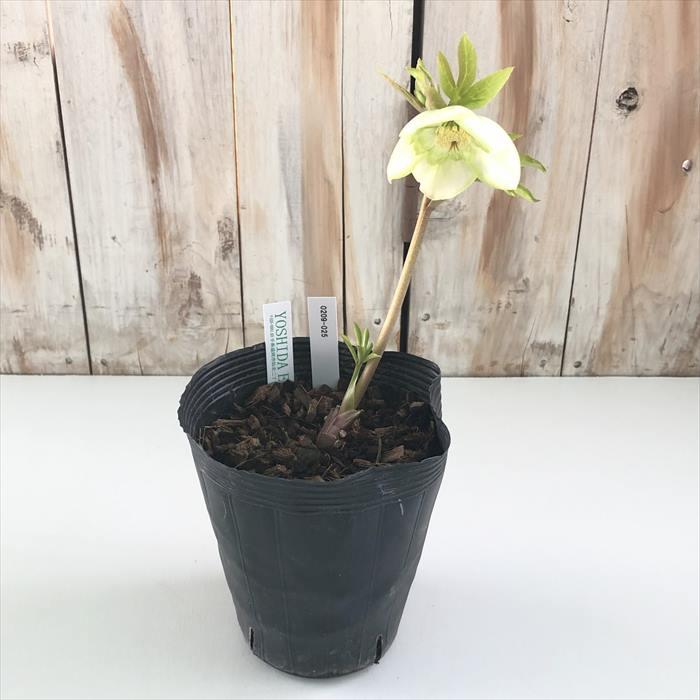 クリスマスローズ ピエラ セミダブル 0209-025 現品販売 送料無料 吉田