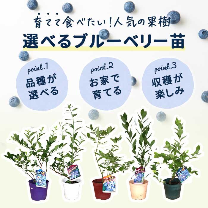 日本花キ流通 【予約販売】 選べる20品種 ブルーベリー 苗 ラビット