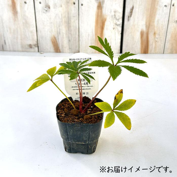 クリスマスローズ苗 原種 ボッコネイ 香り 杉光園芸 杉山交配 9cm