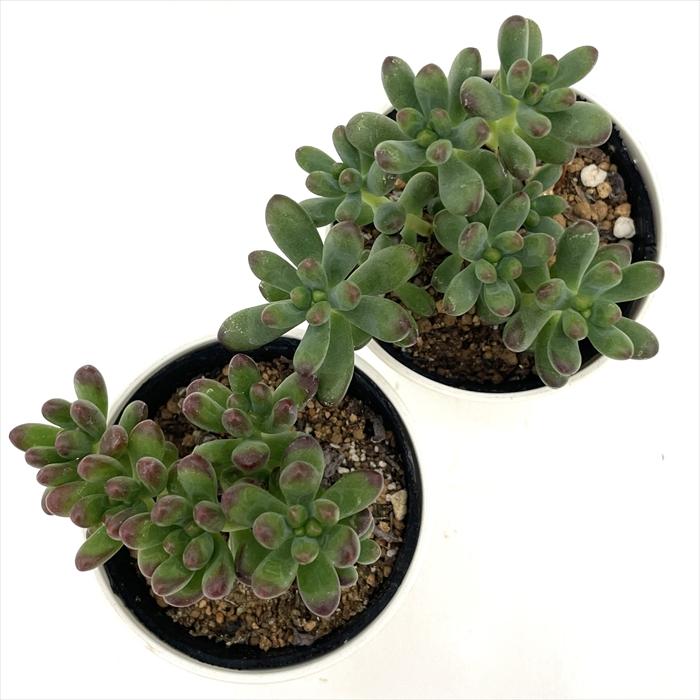 日本花キ流通 多肉植物 hmセダム ルビーティント多肉植物 セダム 6cm