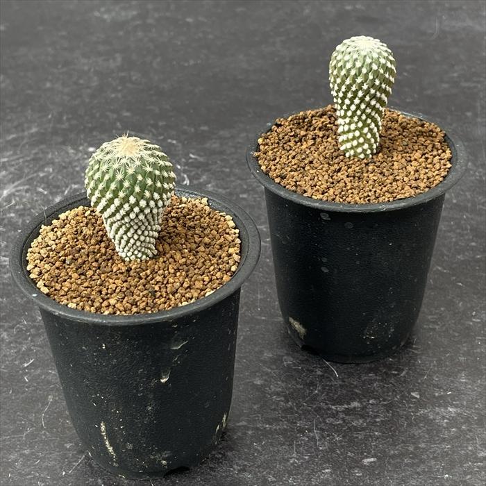 日本花キ流通 caサボテン ペレキフォラ 銀牡丹 実生 送料無料 サボテン