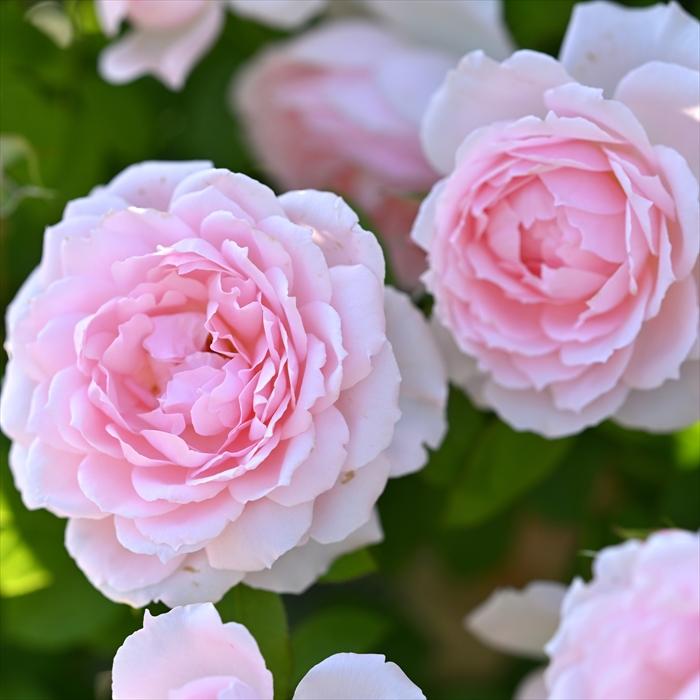 予約販売 バラ 苗 新苗 デルバール ベルドゥプロヴァンス 品種登録出願