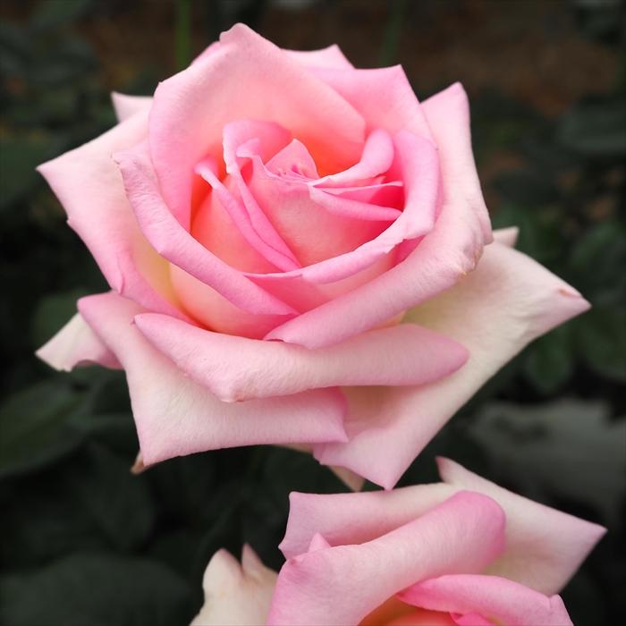 日本花キ流通 予約販売 バラ 苗 バラ 新苗 大輪 エル 木立性 四季咲き