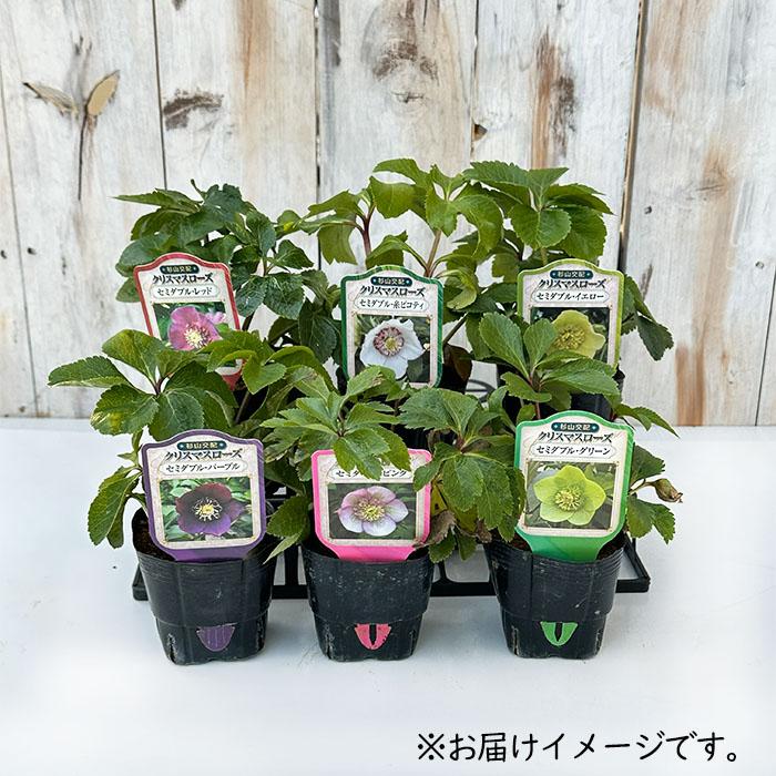 クリスマスローズ苗 セミダブル ピンク 杉山交配 9cmポット 宿根草