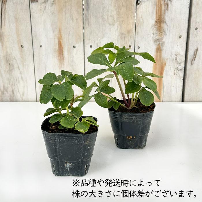 クリスマスローズ苗 ダブル イエローピコティ 杉山交配 9cmポット