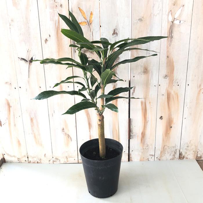 日本花キ流通 マンゴー 苗 紅龍 6号鉢 送料無料 アップルマンゴー 接木