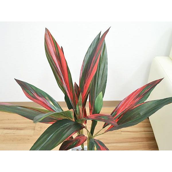 人工観葉植物 赤ドラセナ スクエア陶器鉢 フェイクグリーン 造花