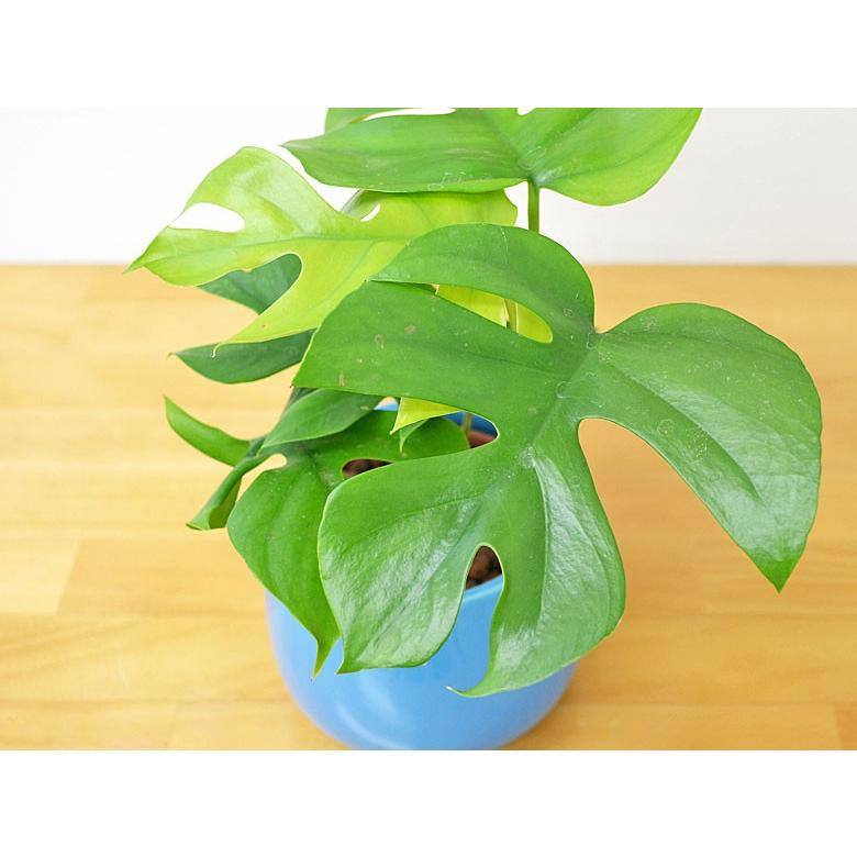 ミニ観葉植物 ヒメモンステラ陶器鉢付き(ハイドロカルチャー