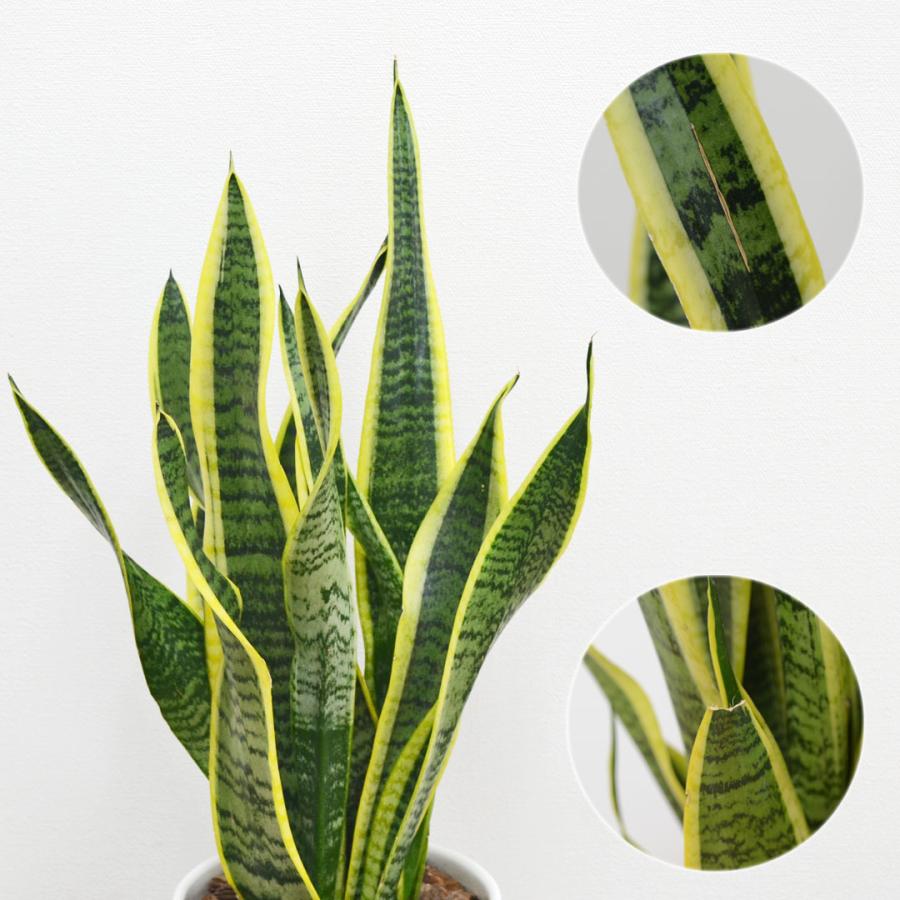 観葉植物 サンスベリア サンセベリア ローレンティ トラの尾 陶器