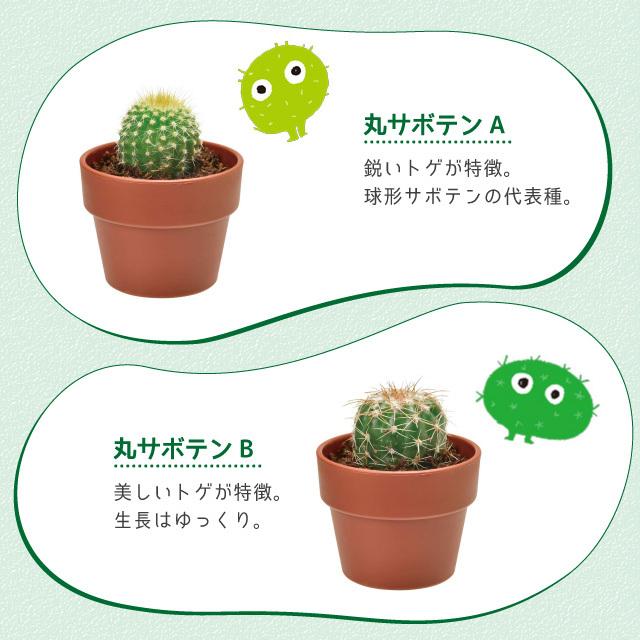 聖新陶芸 育てるカプセル サボテン GREEN CAPSULE 1個 : おしゃれ雑貨