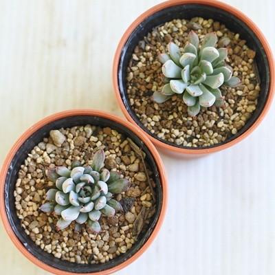 多肉植物 oriエケベリア ザラゴーサspノバ エケベリア 6cmポット