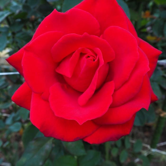 日本花キ流通 予約販売 バラ苗 バラ大苗 大輪 サマンサ 四季咲き 薔薇