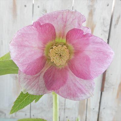 クリスマスローズ シングル いちごみるく 0129-12 現品販売 松浦園芸