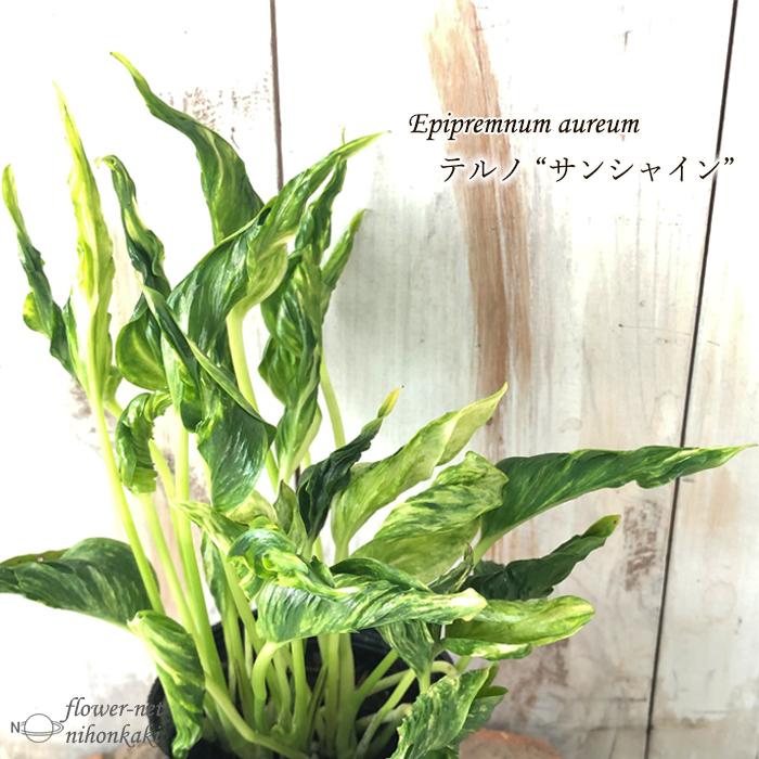 観葉植物 ポトス テルノ No.011 サンシャイン 8cmポット 小型 小さい