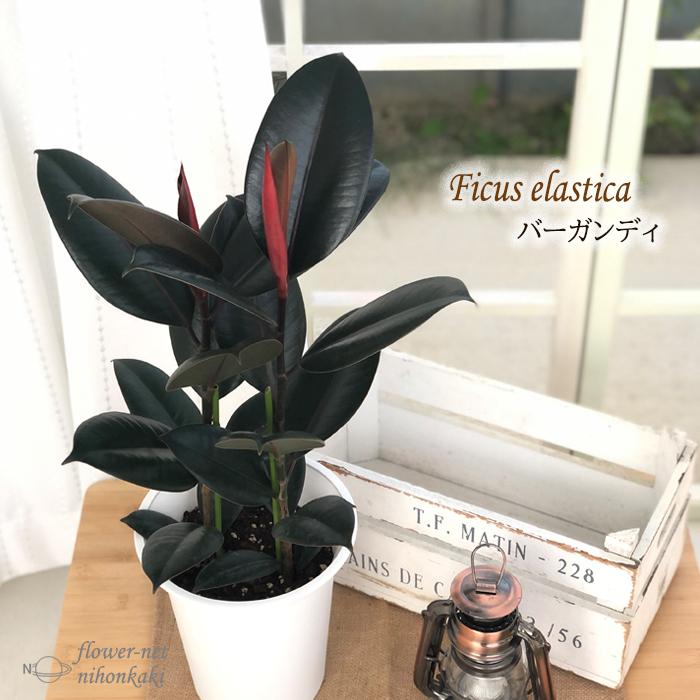 日本花キ流通 予約販売 観葉植物 フィカス バーガンディ ゴムの木 6号