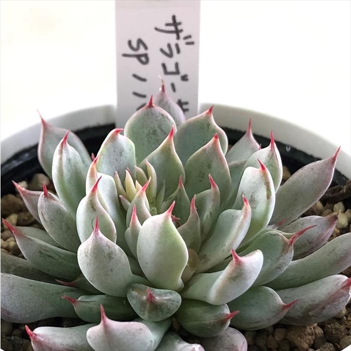 多肉植物 yukエケベリア ザラゴーサspノバ 優木園さんの苗 送料無料