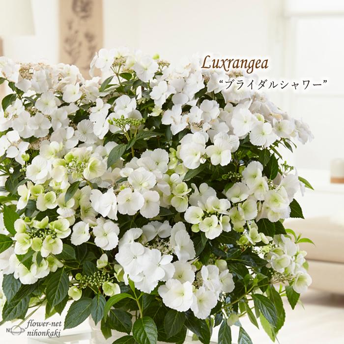 日本花キ流通 アジサイ ラグランジア ブライダルシャワー 3.5号鉢 ガク