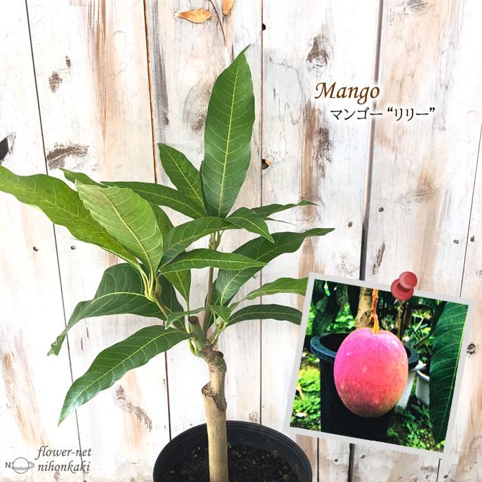 日本花キ流通 マンゴー リリー 6号鉢 送料無料 接木苗 苗木 果樹苗