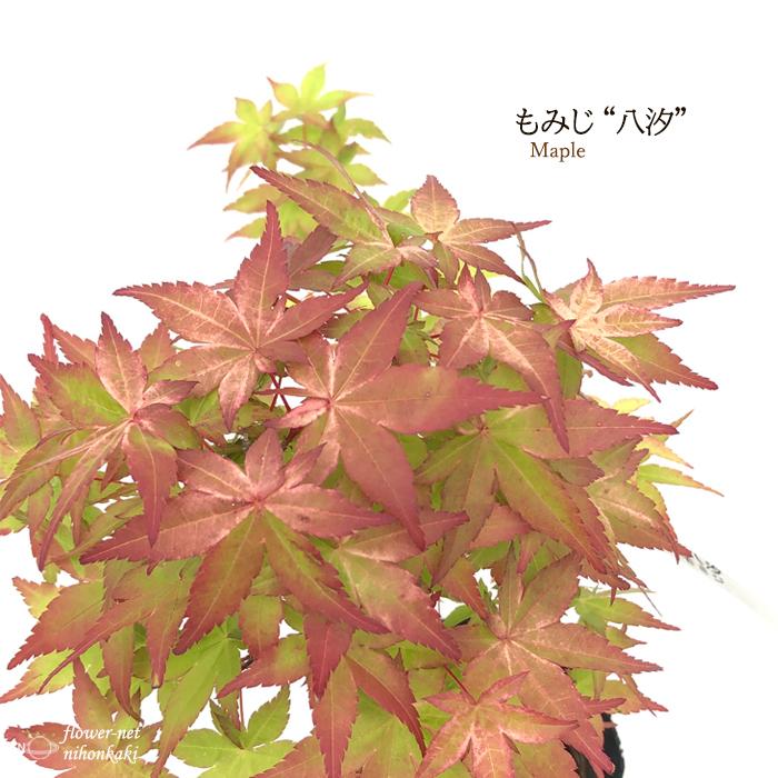 日本花キ流通 予約販売 もみじ 八汐 12cmポット 接木苗 紅葉 モミジ