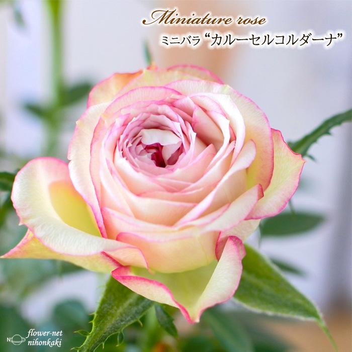 日本花キ流通 予約販売 ミニバラ カルーセルコルダーナ 登録品種 3号