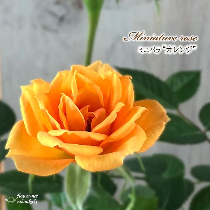 日本花キ流通 予約販売 ミニバラ オレンジ 3号ポット 四季咲き バラ